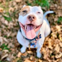 chewythepitbulll