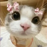 xcassi3