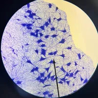 original sound - r0bb.mp4