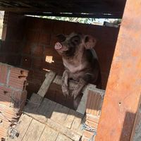tiago21112000