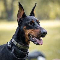 doberman.delta