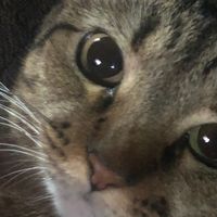 kat...thsths
