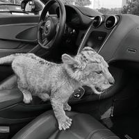 original sound