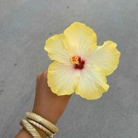 khadigwbzwj