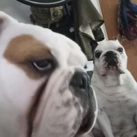 ramona.e.bulldog