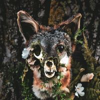 animalia.a