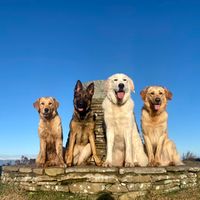 trained_by_dogs