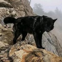 loba_solitaria_alfa_