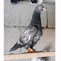 original sound - warsipigeons