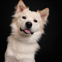 thecaspianchronicles