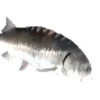 original sound - justaspinningfish