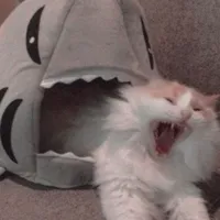 TYSM FOR USING MY SOUND