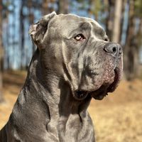 cane_corso_richi