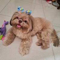 milah.shitzu
