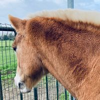horses.love.011