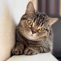 Як же добре буть котом