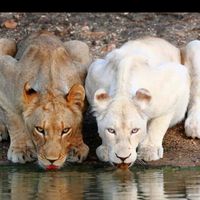 user226319392161watara