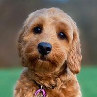 viljacockapoo