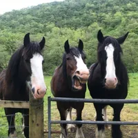 Disney Horses