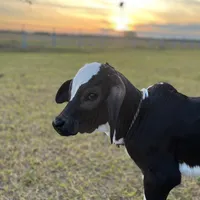 original sound - flv_perez