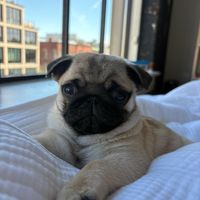 cheerio.the.pug