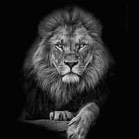 leao.da.tribo.de.juda2