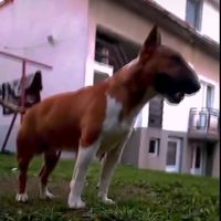 minibullterier_edits_dog