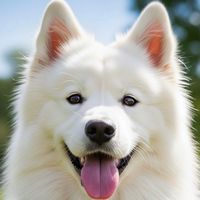 w.o.w.creator.production