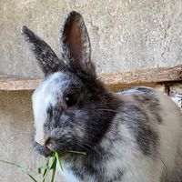 _rabbit._gang._