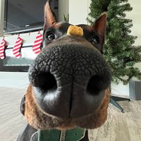 maverickthedobe