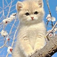 coăn chó mạnh dũng unblock coai