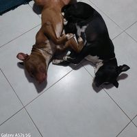 zarahpitbullrj