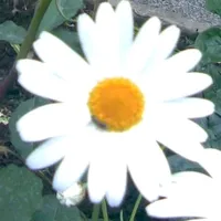 original sound - giossue_rommel