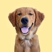 spencerthegolden