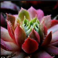 plantassuculentas3