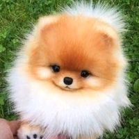 fofuchosx