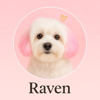raventhemaltesedog