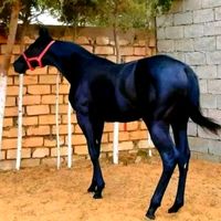 abssi.alshibani