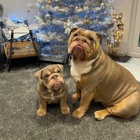 marley_englishbulldog