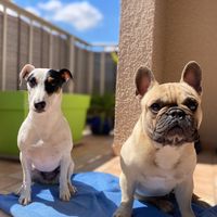nala_et_paco66