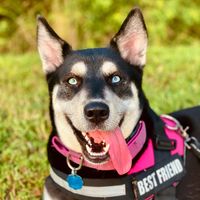 If you love Huskies by Bellalabsky