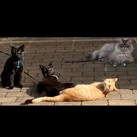 catlife._