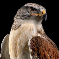 الصوت الأصلي