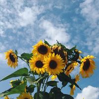 เสียงต้นฉบับ - บันทึกของฉัน