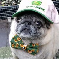 lil_pickles_da_pug