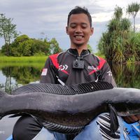 suara asli - Dhodoot Caster