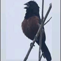 grupo.de.curio.de.presa