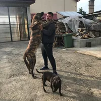 original sound - tchdog