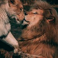 leone.nel.cuore