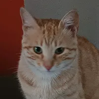se que te buscan demasiados